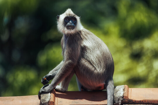 Gray Langur Monkey Sitting on a Roof in Nature with Blurred Green Background