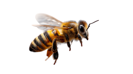 Bee's flight: A honeybee, showcasing its intricate wings, hovers mid-air, a testament to the marvels of insect flight and the vital role it plays in our ecosystem.