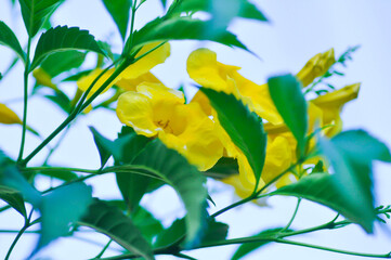 Trumpet vine, Yellow bell or Yellow elder or tecoma stans or yellow flower