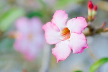 Fototapeta premium Adenium obesum , Desert rose or Mock Azalea or bignonia or Impala lily or APOCYNACEAE or pink Adenium