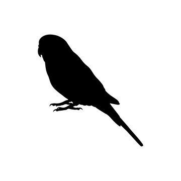 Cute pet parakeet silhouette vector flat illustration design.