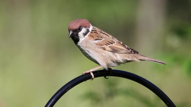 Closeup video of a tree sparrow sitting on an iron rod