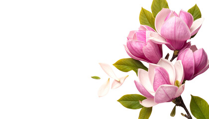 Obraz premium Magnolia flower isolated on white background with pink flowers