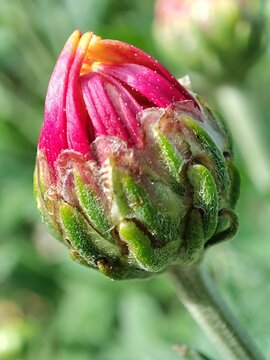 Chrysanthemum morifolium. Crisantemo chino. Margarita de invierno. Bot&oacute;n de flor.