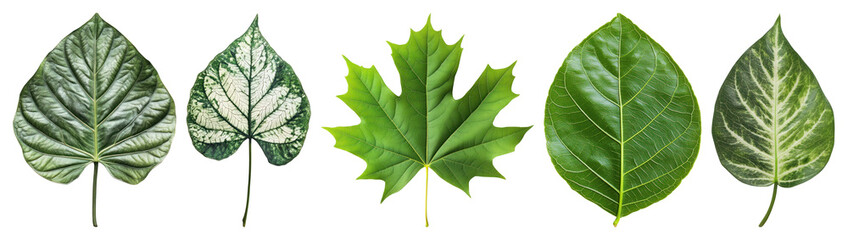 Fototapeta premium PNG Diverse green leaves collection displayed, element set on transparent background
