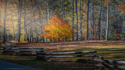 autumn forest in the morning