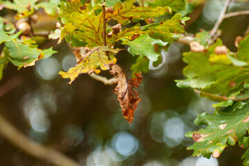 Single dry golden oak leaf on branch with faded autumn foliage