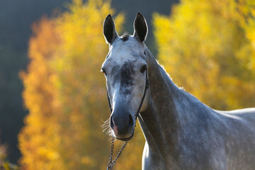 Beautiful gray horse standing on the sand in the autumn forest.