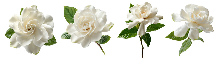 Set of beautiful Gardenia flowers in white color tone, isolated on transparent background.