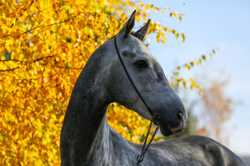 Beautiful gray horse standing on the sand in the autumn forest.