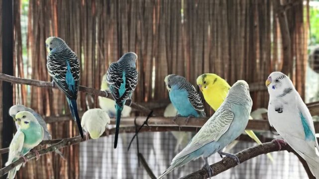 A flock of brightly colored budgerigars perch on a branch in a large aviary.