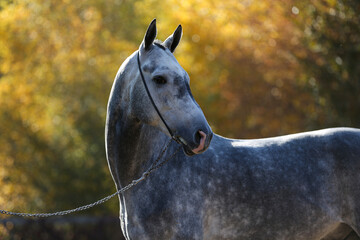 Beautiful gray horse standing on the sand in the autumn forest.
