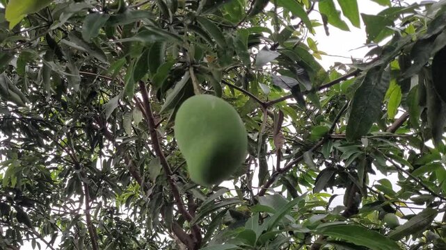 Single ripe manggo on tree