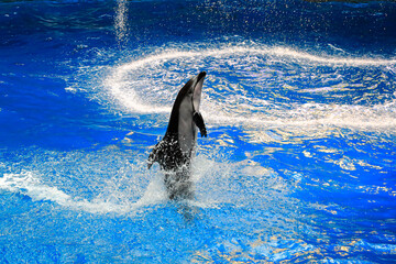 Tokyo Japan - 2017 September 30: A bottlenose dolphin performs in a dolphin show at an aquarium in Tokyo, jumping high out of the blue pool water and splashing.