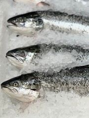 fresh fish on ice