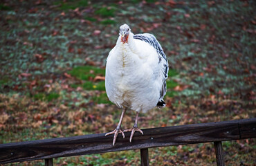 A domestic female hen turkey stands at attention on the wooden rail of an outdoor stairway on a fall day in Missouri. Bokeh.