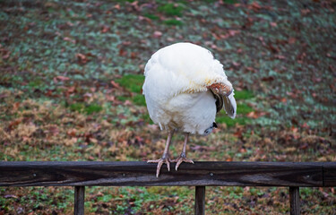 A white turkey hen preening and grooming with her head tucked under her wing as she stands on a wooden stair rail in Missouri. Bokeh.