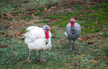 A white and a slate grey male turkeys walk contently in a Missouri back yard. Bokeh.
