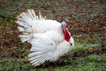Even with frazzled feathers a strutting white tom turkey is colorful and impressive. Bokeh.