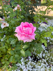 pink rose in garden