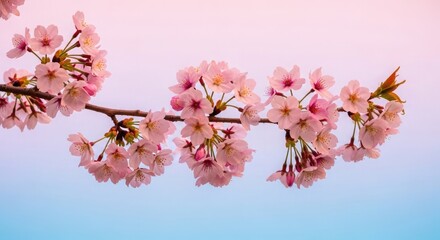Delicate Cherry Blossom Branch Blooming Against Soft Gradient Sky Featuring Floral Beauty Springtime Bloom Pastel Color Palette Nature Macro