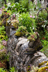 A cottage garden wall, with lots of flowering plants, some growing in old boots: Tissington, Derbyshire, UK