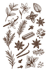 Vintage engraving vector of botanical herbs and spices including cinnamon, star anise, and vanilla, perfect for culinary, botanical, or mockup design.