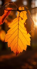 Close up of golden autumn leaf illuminated by warm sunlight against blurred background