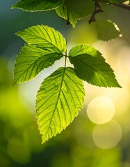 Sunlit Green Leaves - A Close-Up of Natures Beauty.