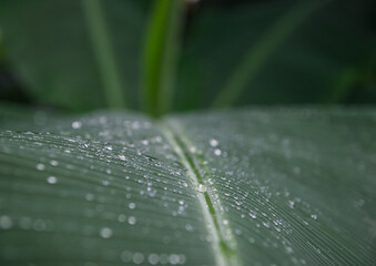 water droplets on a leaf
