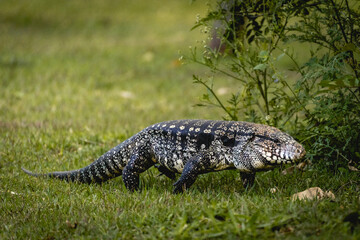 Naklejka premium Argentine black and white tegu lizard (Salvator merianae) walking on grass in São Paulo, Brazil