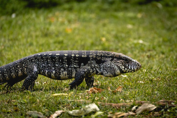 Argentine black and white tegu lizard (Salvator merianae) walking on grass in São Paulo, Brazil