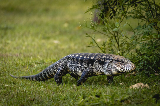 Argentine black and white tegu lizard (Salvator merianae) walking on grass in S&atilde;o Paulo, Brazil