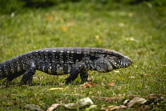 Argentine black and white tegu lizard (Salvator merianae) walking on grass in S&atilde;o Paulo, Brazil