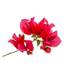 Vibrant red bougainvillea flowers, with delicate white centers on a stem, isolated on white or transparent background. PNG