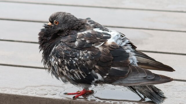 a single pigeon perched on a concrete ledge looking to the left. The bird has dark gray feathers, iridescent patches on its neck, orange beak and white markings on wings. 