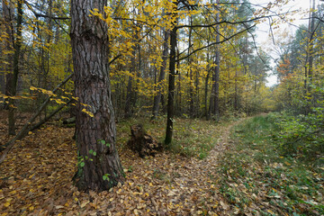 Golden autumn leaves cover a forest path