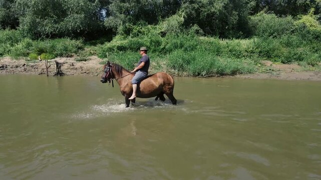 Skilled rider on a majestic chestnut horse is galloping bareback through the river, creating splashes of water as they approach the shore