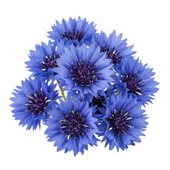 Cluster of Vibrant Blue Cornflower Blossoms, with Dark Purple Centers, isolated on white or transparent background. PNG