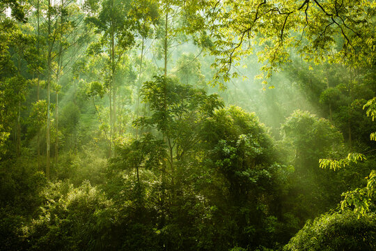 green forest with sun rays