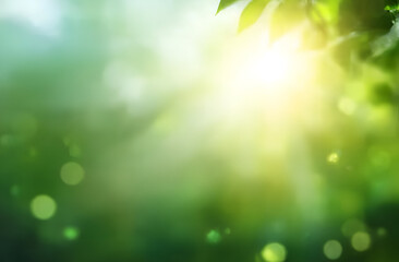 Obraz premium A serene and vibrant nature scene featuring soft sunlight filtering through lush green leaves.