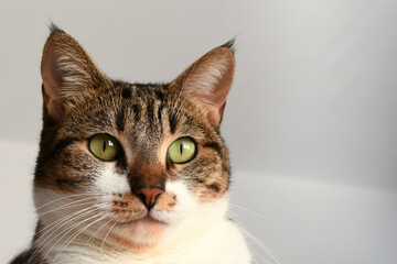 Tabby cat face closeup. Happy cat relaxing at home.