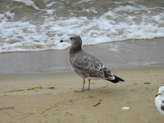The gray-brown feathers of a juvenile black-tailed gull