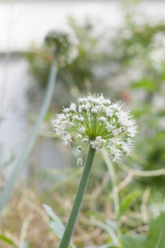 Onion flower pyaj Ka phul kanda ka Phul.