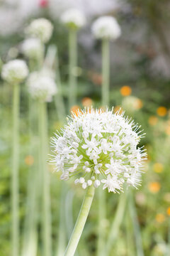 Onion flower pyaj Ka phul kanda ka Phul.