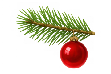 Spruce branch holding a shiny red christmas ornament, creating festive holiday decoration with transparent background
