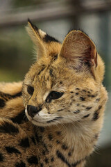 Close-Up Profile of a Serval Wild Cat with Spotted Fur
