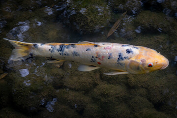 Boulogne-Billancourt, France - 10 18 2025: Detail view of colorful koi carp swimming in the water...