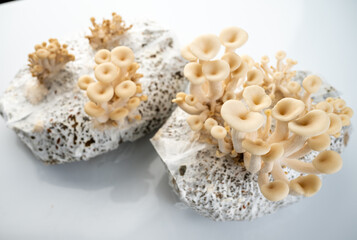 Growing Oyster Mushrooms  in Grow Bag at Home