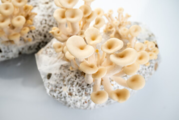 Growing Oyster Mushrooms  in Grow Bag at Home